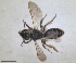  (Andrena anatolica - RMNH.INS.1662820)  @11 [ ] by-nc-sa (2024) Unspecified Naturalis Biodiversity Centre