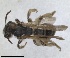  ( - RMNH.INS.1662821)  @11 [ ] by-nc-sa (2024) Unspecified Naturalis Biodiversity Centre