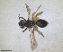  ( - RMNH.INS.1662822)  @11 [ ] by-nc-sa (2024) Unspecified Naturalis Biodiversity Centre