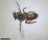  ( - RMNH.INS.1662830)  @11 [ ] by-nc-sa (2024) Unspecified Naturalis Biodiversity Centre