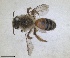  (Andrena aegypticola - RMNH.INS.1662832)  @11 [ ] by-nc-sa (2024) Unspecified Naturalis Biodiversity Centre