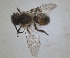  (Andrena apiformis - RMNH.INS.1662834)  @11 [ ] by-nc-sa (2024) Unspecified Naturalis Biodiversity Centre