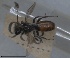  ( - RMNH.INS.1662841)  @11 [ ] by-nc-sa (2024) Unspecified Naturalis Biodiversity Centre