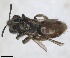  (Andrena semirubra - RMNH.INS.1662842)  @11 [ ] by-nc-sa (2024) Unspecified Naturalis Biodiversity Centre