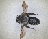  ( - RMNH.INS.1662852)  @11 [ ] by-nc-sa (2024) Unspecified Naturalis Biodiversity Centre