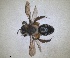  ( - RMNH.INS.1662861)  @11 [ ] by-nc-sa (2024) Unspecified Naturalis Biodiversity Centre