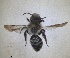  ( - RMNH.INS.1662862)  @11 [ ] by-nc-sa (2024) Unspecified Naturalis Biodiversity Centre