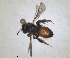  ( - RMNH.INS.1662864)  @11 [ ] by-nc-sa (2024) Unspecified Naturalis Biodiversity Centre