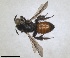  ( - RMNH.INS.1662866)  @11 [ ] by-nc-sa (2024) Unspecified Naturalis Biodiversity Centre