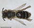  (Andrena gallinula - RMNH.INS.1662890)  @11 [ ] by-nc-sa (2024) Unspecified Naturalis Biodiversity Centre
