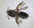  ( - RMNH.INS.1662892)  @11 [ ] by-nc-sa (2024) Unspecified Naturalis Biodiversity Centre
