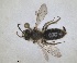  ( - RMNH.INS.1662898)  @11 [ ] by-nc-sa (2024) Unspecified Naturalis Biodiversity Centre