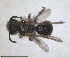  (Andrena stoeckhertella - RMNH.INS.1662919)  @11 [ ] by-nc-sa (2024) Unspecified Naturalis Biodiversity Centre