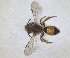  (Andrena sibthorpi - RMNH.INS.1662937)  @11 [ ] by-nc-sa (2024) Unspecified Naturalis Biodiversity Centre