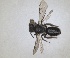  (Andrena wollastoni - RMNH.INS.1662961)  @11 [ ] by-nc-sa (2024) Unspecified Naturalis Biodiversity Centre