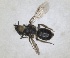  ( - RMNH.INS.1662971)  @11 [ ] by-nc-sa (2024) Unspecified Naturalis Biodiversity Centre