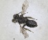  ( - RMNH.INS.1662972)  @11 [ ] by-nc-sa (2024) Unspecified Naturalis Biodiversity Centre