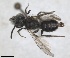  ( - RMNH.INS.1662973)  @11 [ ] by-nc-sa (2024) Unspecified Naturalis Biodiversity Centre