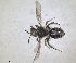  (Andrena taxana - RMNH.INS.1662974)  @11 [ ] by-nc-sa (2024) Unspecified Naturalis Biodiversity Centre