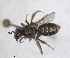  (Andrena tenuiformis - RMNH.INS.1662975)  @11 [ ] by-nc-sa (2024) Unspecified Naturalis Biodiversity Centre