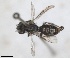  ( - RMNH.INS.1662976)  @11 [ ] by-nc-sa (2024) Unspecified Naturalis Biodiversity Centre