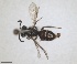  ( - RMNH.INS.1662977)  @11 [ ] by-nc-sa (2024) Unspecified Naturalis Biodiversity Centre