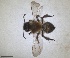  ( - RMNH.INS.1663014)  @11 [ ] by-nc-sa (2024) Unspecified Naturalis Biodiversity Centre