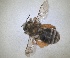  ( - RMNH.INS.1663023)  @11 [ ] by-nc-sa (2024) Unspecified Naturalis Biodiversity Centre