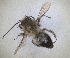  ( - RMNH.INS.1663025)  @11 [ ] by-nc-sa (2024) Unspecified Naturalis Biodiversity Centre