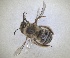  ( - RMNH.INS.1663026)  @11 [ ] by-nc-sa (2024) Unspecified Naturalis Biodiversity Centre
