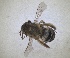  ( - RMNH.INS.1663027)  @11 [ ] by-nc-sa (2024) Unspecified Naturalis Biodiversity Centre
