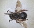  ( - RMNH.INS.1663038)  @11 [ ] by-nc-sa (2024) Unspecified Naturalis Biodiversity Centre