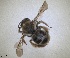  ( - RMNH.INS.1663039)  @11 [ ] by-nc-sa (2024) Unspecified Naturalis Biodiversity Centre