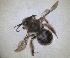  ( - RMNH.INS.1663040)  @11 [ ] by-nc-sa (2024) Unspecified Naturalis Biodiversity Centre