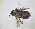  ( - RMNH.INS.1663042)  @11 [ ] by-nc-sa (2024) Unspecified Naturalis Biodiversity Centre