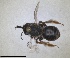  ( - RMNH.INS.1663043)  @11 [ ] by-nc-sa (2024) Unspecified Naturalis Biodiversity Centre