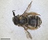  ( - RMNH.INS.1663044)  @11 [ ] by-nc-sa (2024) Unspecified Naturalis Biodiversity Centre