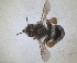  ( - RMNH.INS.1663045)  @11 [ ] by-nc-sa (2024) Unspecified Naturalis Biodiversity Centre