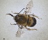  ( - RMNH.INS.1663046)  @11 [ ] by-nc-sa (2024) Unspecified Naturalis Biodiversity Centre