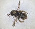  ( - RMNH.INS.1663047)  @11 [ ] by-nc-sa (2024) Unspecified Naturalis Biodiversity Centre
