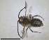  ( - RMNH.INS.1663048)  @11 [ ] by-nc-sa (2024) Unspecified Naturalis Biodiversity Centre