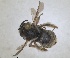  ( - RMNH.INS.1663049)  @11 [ ] by-nc-sa (2024) Unspecified Naturalis Biodiversity Centre