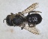  ( - RMNH.INS.1663060)  @11 [ ] by-nc-sa (2024) Unspecified Naturalis Biodiversity Centre