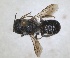  ( - RMNH.INS.1663061)  @11 [ ] by-nc-sa (2024) Unspecified Naturalis Biodiversity Centre