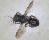  ( - RMNH.INS.1663062)  @11 [ ] by-nc-sa (2024) Unspecified Naturalis Biodiversity Centre