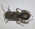  ( - RMNH.INS.1663217)  @11 [ ] by-nc-sa (2024) Unspecified Naturalis Biodiversity Centre