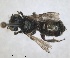  ( - RMNH.INS.1663218)  @11 [ ] by-nc-sa (2024) Unspecified Naturalis Biodiversity Centre