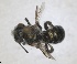  ( - RMNH.INS.1663242)  @11 [ ] by-nc-sa (2024) Unspecified Naturalis Biodiversity Centre