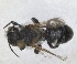  ( - RMNH.INS.1663260)  @11 [ ] by-nc-sa (2024) Unspecified Naturalis Biodiversity Centre