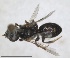  ( - RMNH.INS.1663307)  @11 [ ] by-nc-sa (2024) Unspecified Naturalis Biodiversity Centre